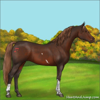 Horse Color:Liver Chestnut Tobiano