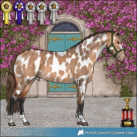 Horse Color:Bay Dun Appaloosa Brindle 