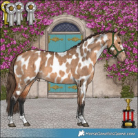 Horse Color:Bay Dun Appaloosa Brindle 