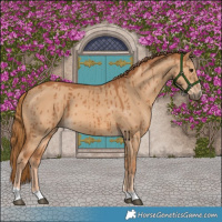 Horse Color:Red Dun Brindle 