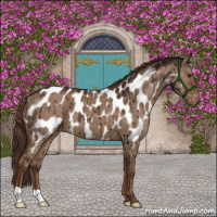 Horse Color:Liver Red Dun Appaloosa Brindle 