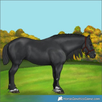 Horse Color:Black 