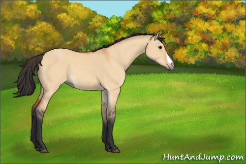 Horse Color:Bay Dun 