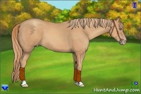 Horse Color:Gold Champagne 