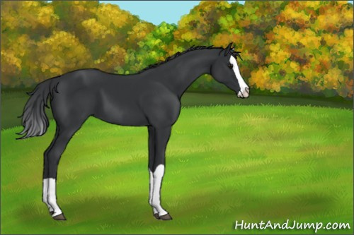 Horse Color:Black Splash
