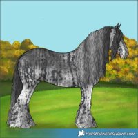 Horse Color:Black  and White Spotted Black 