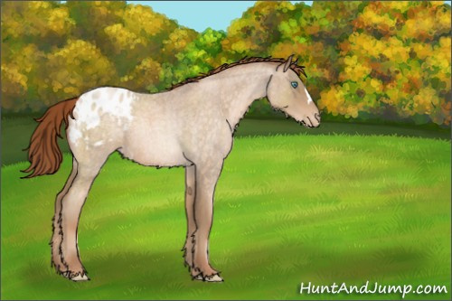 Horse Color:Buckskin Roan Pearl Appaloosa 