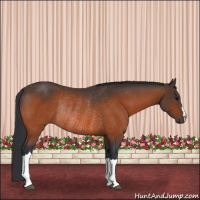 Horse Color:Bay Rabicano