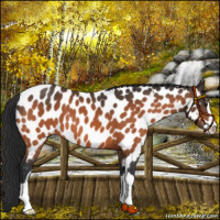 Horse Color:Brown Sabino Appaloosa