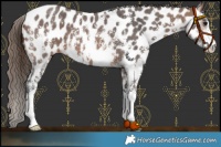 Horse Color:Brown Sabino Near Leopard 