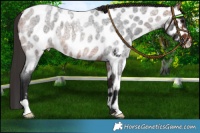 Horse Color:Bay Roan Near Leopard Rabicano