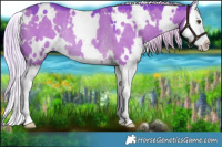 Horse Color:Watercolor White Spotted Chocolate Palomino Dun Splash Rabicano 
