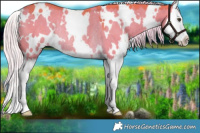 Horse Color:Watercolor White Spotted Chocolate Palomino Dun Splash Rabicano 