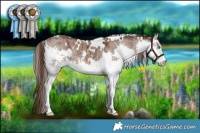 Horse Color:White Spotted Liver Red Dun Ice Sabino Splash Brindle 