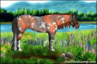 Horse Color:White Spotted Liver Red Roan