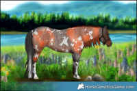 Horse Color:White Spotted Liver Red Roan 