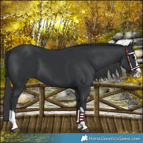 Horse Color:Black Splash 
