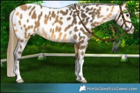 Horse Color:Buckskin Near Leopard 