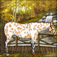 Horse Color:Buckskin Near Leopard 