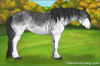 Horse Color:White Spotted Blue Roan Rabicano  and White Spotted Blue Roan Rabicano 