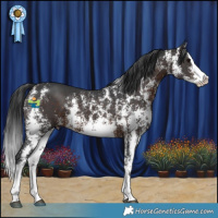 Horse Color:Brown Sabino Splash