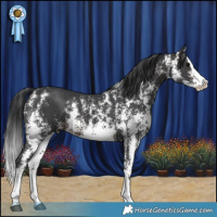 Horse Color:Brown Sabino Splash 