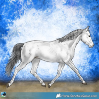 Horse Color:Black Sabino Rabicano 