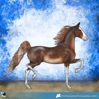 Horse Color:Liver Chestnut Splash 