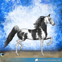 Horse Color:Gray Black Sabino Rabicano 