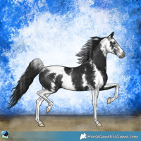 Horse Color:Gray Black Sabino Rabicano