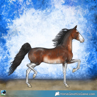 Horse Color:Brown Sabino