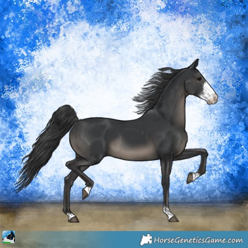 Horse Color:Black Sabino Rabicano