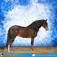 Horse Color:Liver Chestnut Sabino
