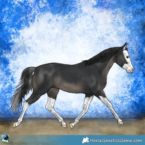 Horse Color:Black Splash 