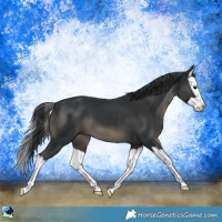 Horse Color:Black Splash