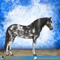 Horse Color:White Spotted Smoky Black Mushroom Rabicano 