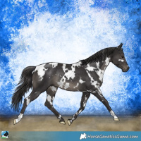 Horse Color:White Spotted Smoky Black Mushroom Rabicano 