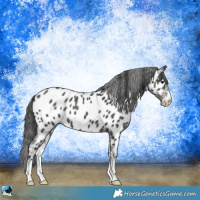 Horse Color:Black Sabino Appaloosa 