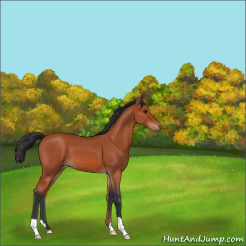Horse Color:Bay Roan 