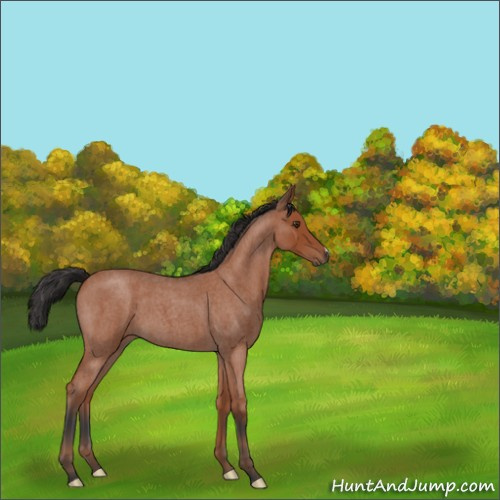 Horse Color:Bay Roan 
