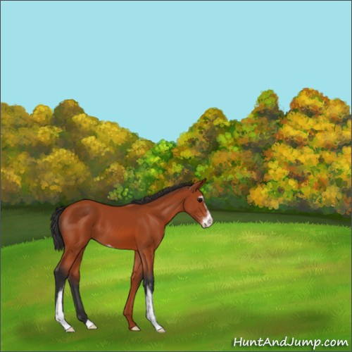 Horse Color:Bay Sabino 