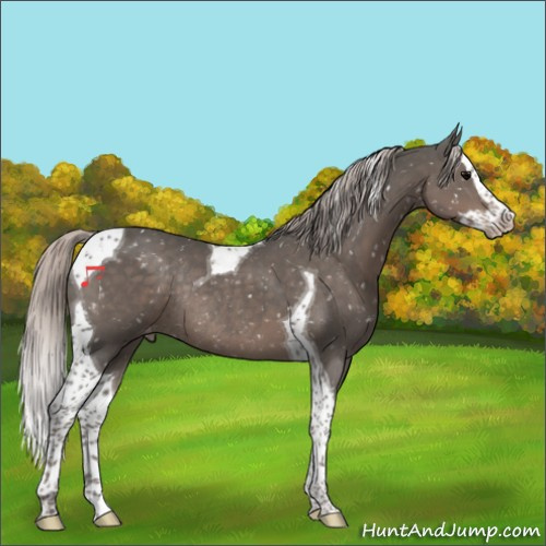 Horse Color:Silver Black Splash Tobiano Appaloosa Rabicano 