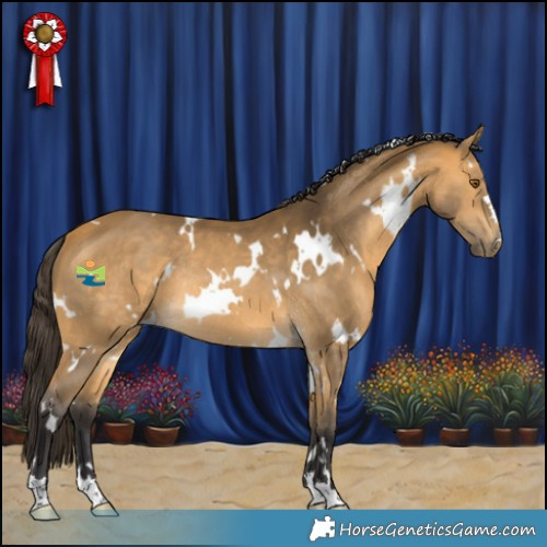 Horse Color:White Spotted Buckskin Rabicano 