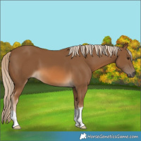 Horse Color:Chocolate Palomino 