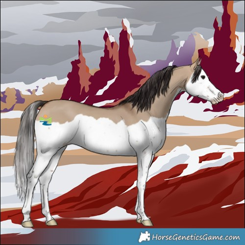 Horse Color:Brown Dun Splash 