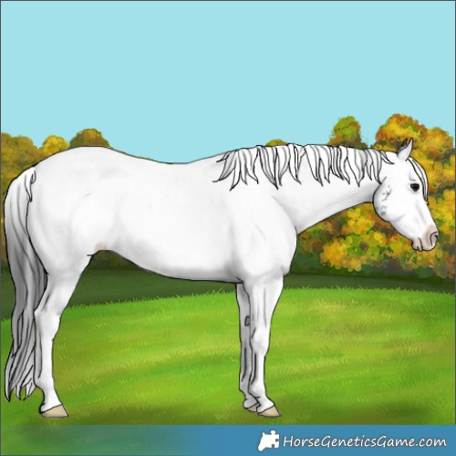 Horse Color:White Spotted Black Splash 