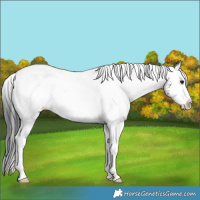 Horse Color:White Spotted Black Splash