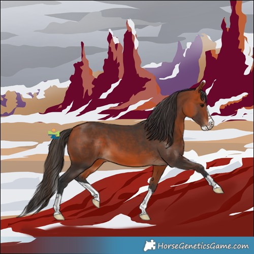 Horse Color:Bay Splash 