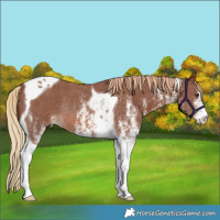 Horse Color:White Spotted Chestnut Tobiano Rabicano