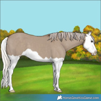 Horse Color:Silver Grullo Splash